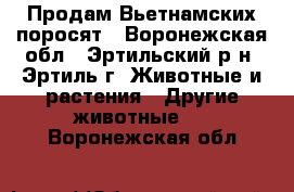 Продам Вьетнамских поросят - Воронежская обл., Эртильский р-н, Эртиль г. Животные и растения » Другие животные   . Воронежская обл.